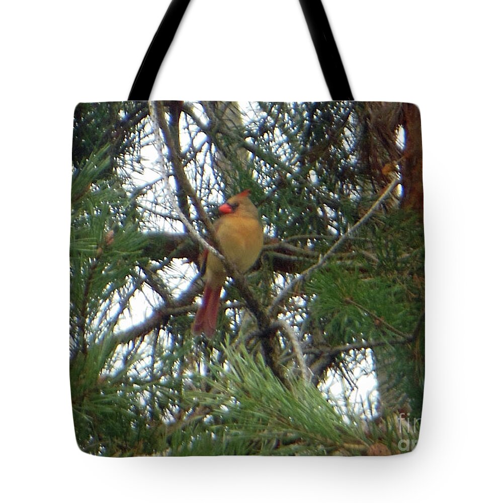 Female Tote Bag featuring the photograph Female Northern Cardinal by Rockin Docks Deluxephotos