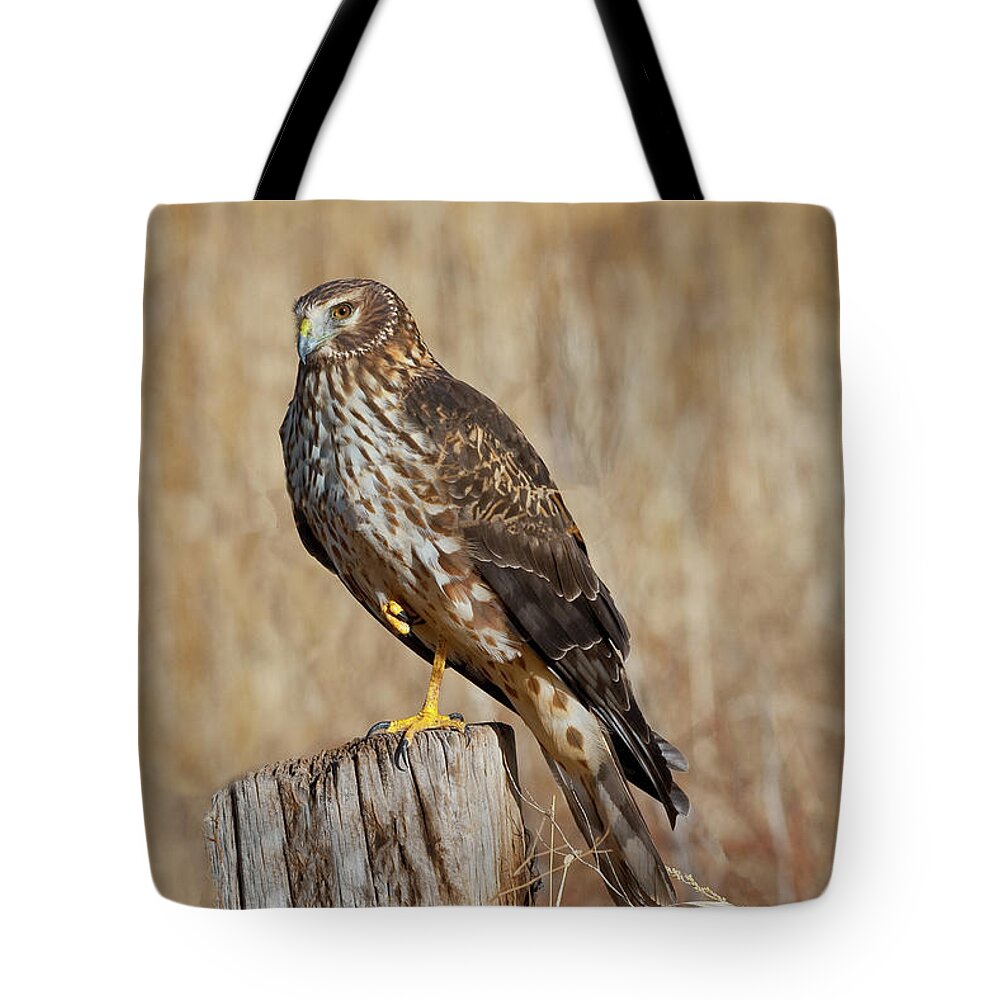 Adult Tote Bag featuring the photograph Female Northern Harrier Standing on One Leg by Jeff Goulden