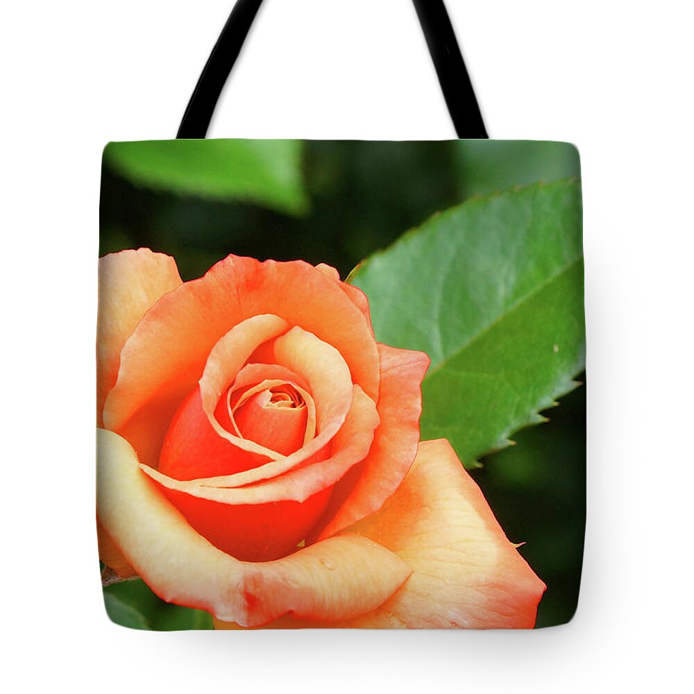Rose Tote Bag featuring the photograph Feminine Rose by Cate Franklyn