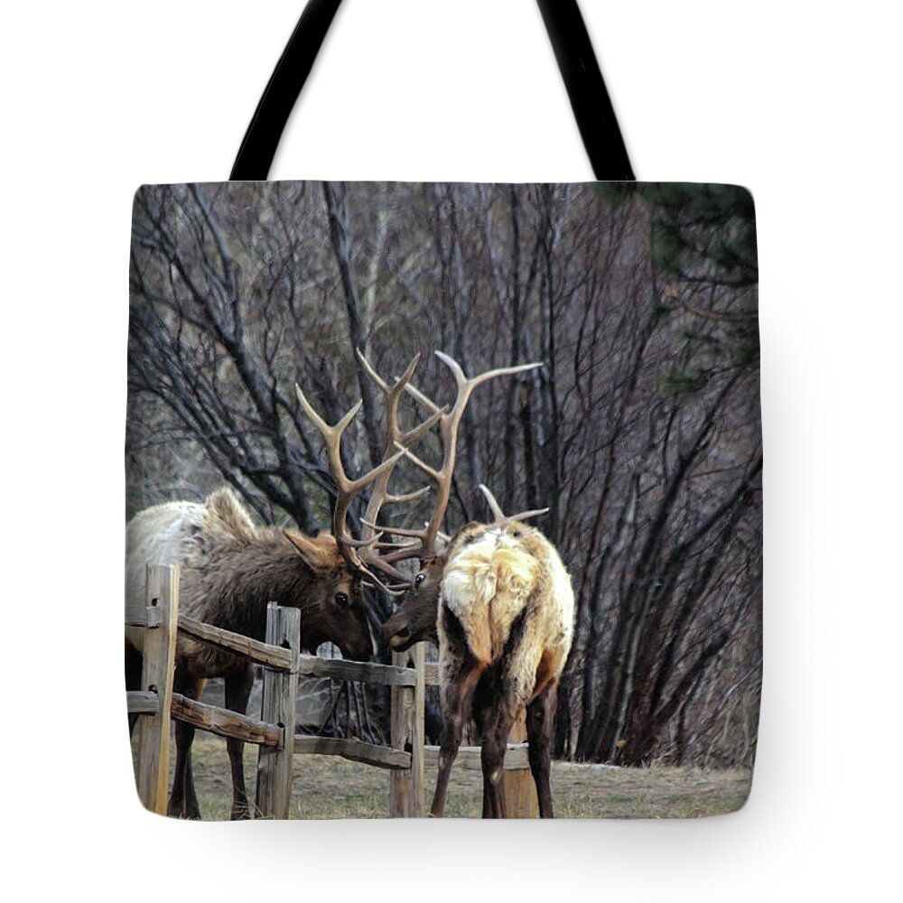 Bull Tote Bag featuring the photograph Fence Battle by Shane Bechler