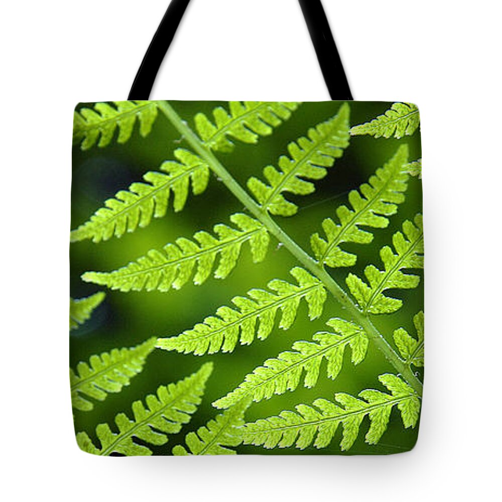 Fern Tote Bag featuring the photograph Fern Branches by Ted Keller