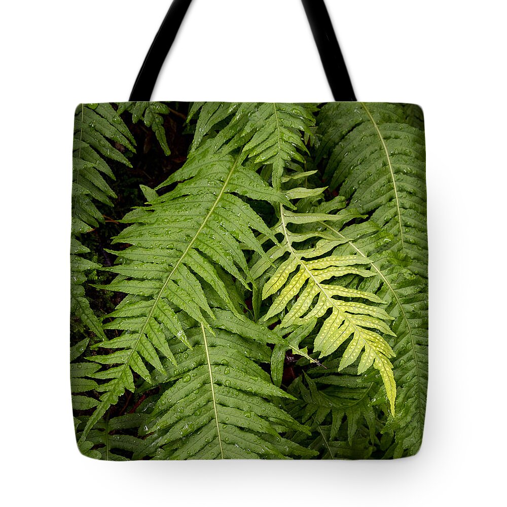 Jean Noren Tote Bag featuring the photograph Fern Frond by Jean Noren