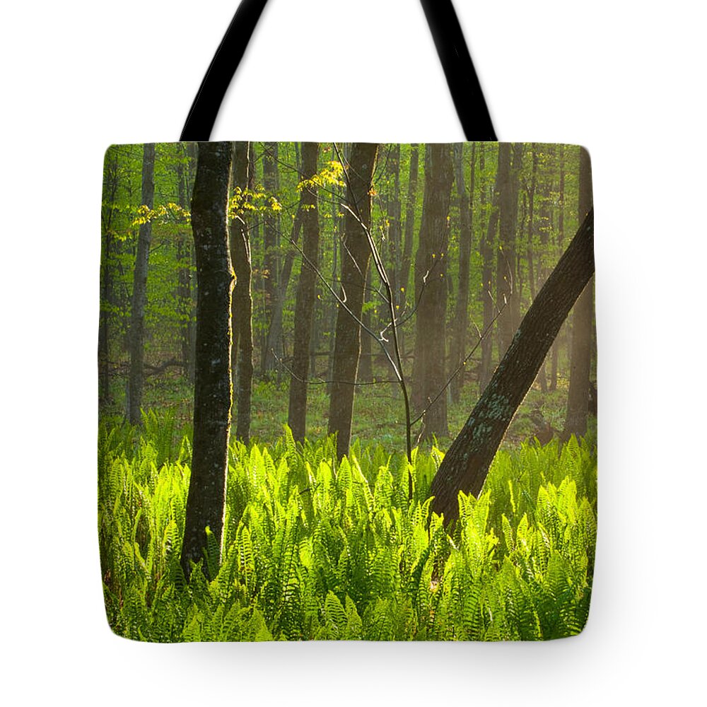 Wisconsin Tote Bag featuring the photograph Fiddle me this by David Heilman