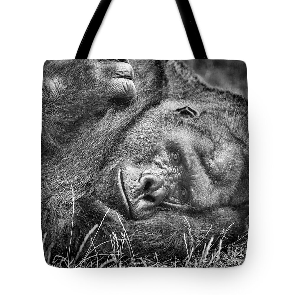 Gorilla Tote Bag featuring the photograph Field of Sadness by David Millenheft