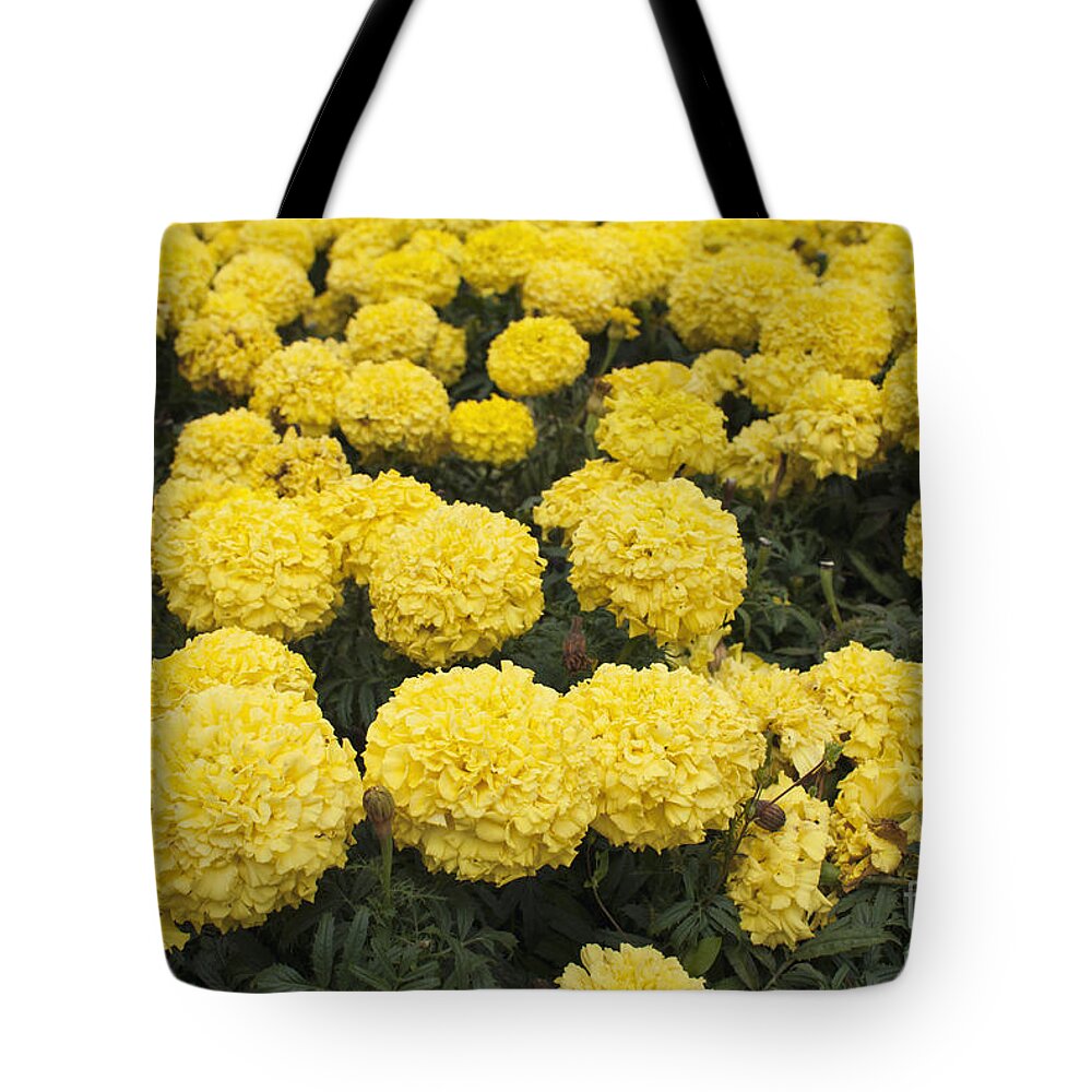 Marigold Tote Bag featuring the photograph Field of yellow marigolds by Cindy Garber Iverson