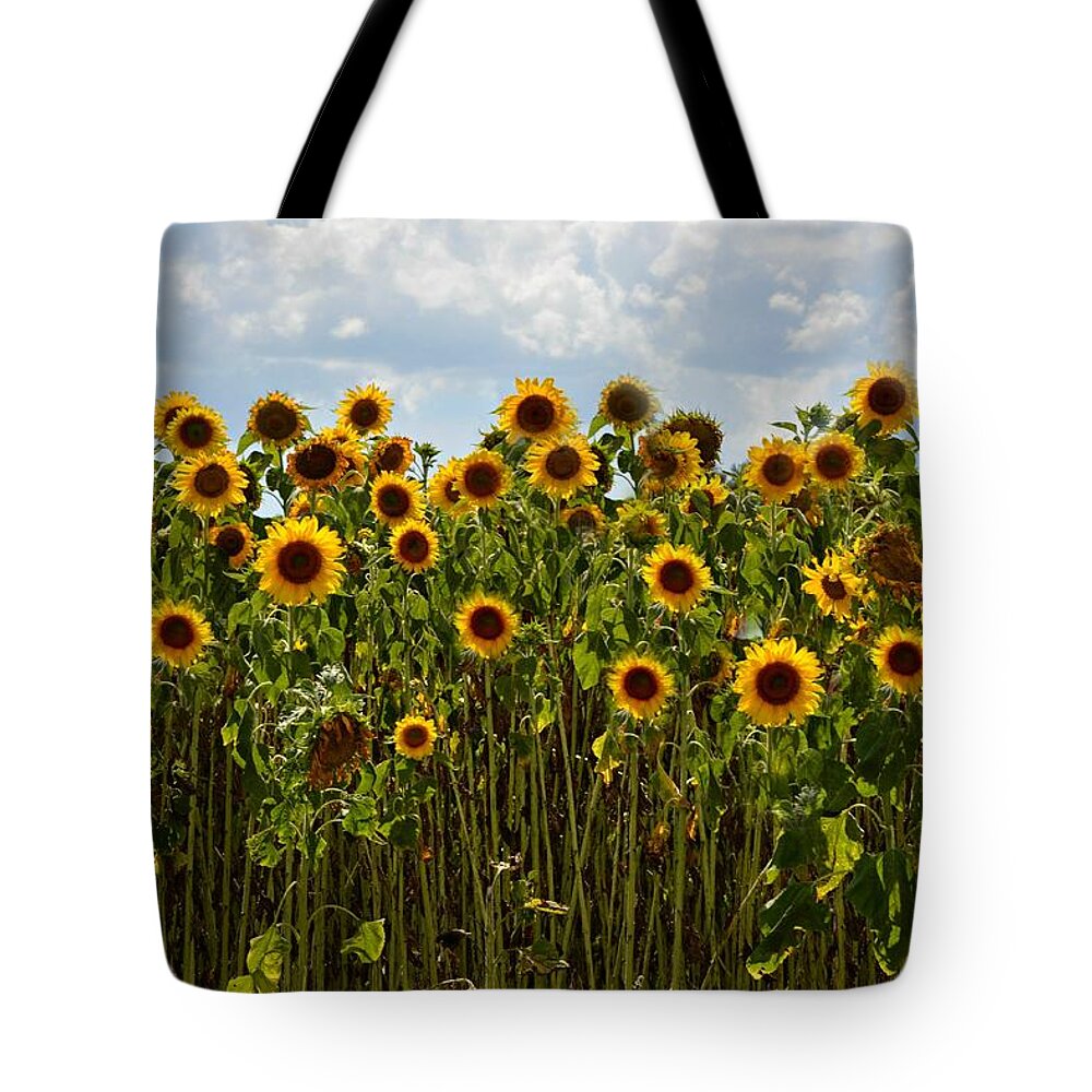 Sunflower Tote Bag featuring the photograph Fields of Gold by Carolyn Mickulas