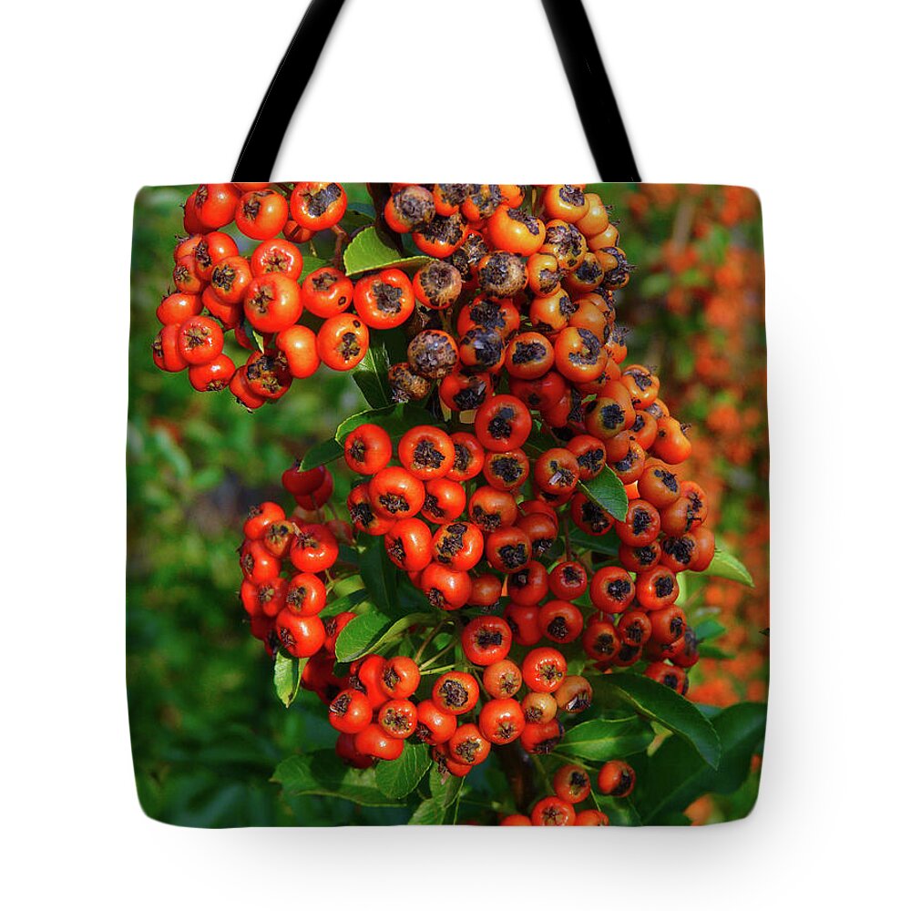 Fire Thorn Bush Tote Bag featuring the photograph Fire Thorn by Jasna Dragun