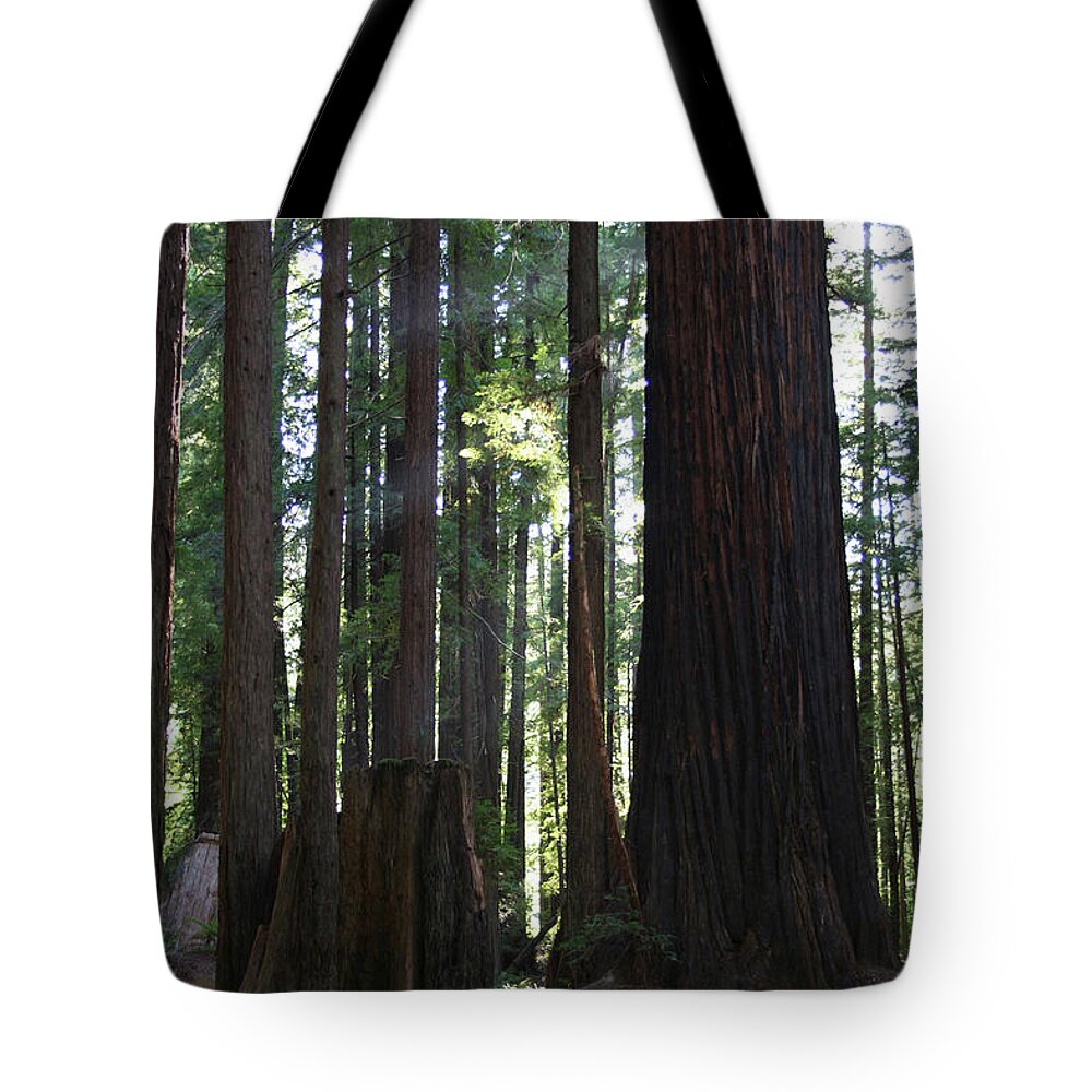 Firemark Redwoods Tote Bag featuring the photograph Firemark Redwoods by Dylan Punke