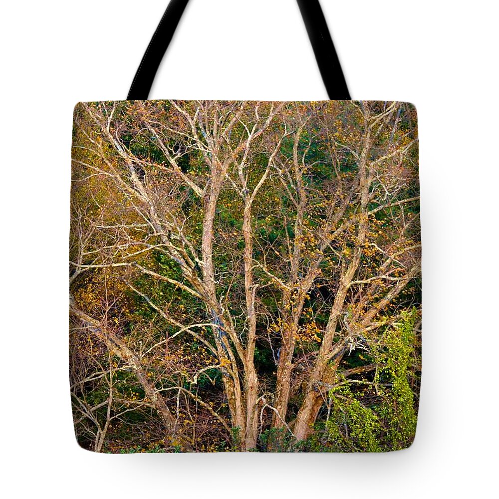 Tote Bag featuring the photograph First Leaves to Fall by Polly Castor