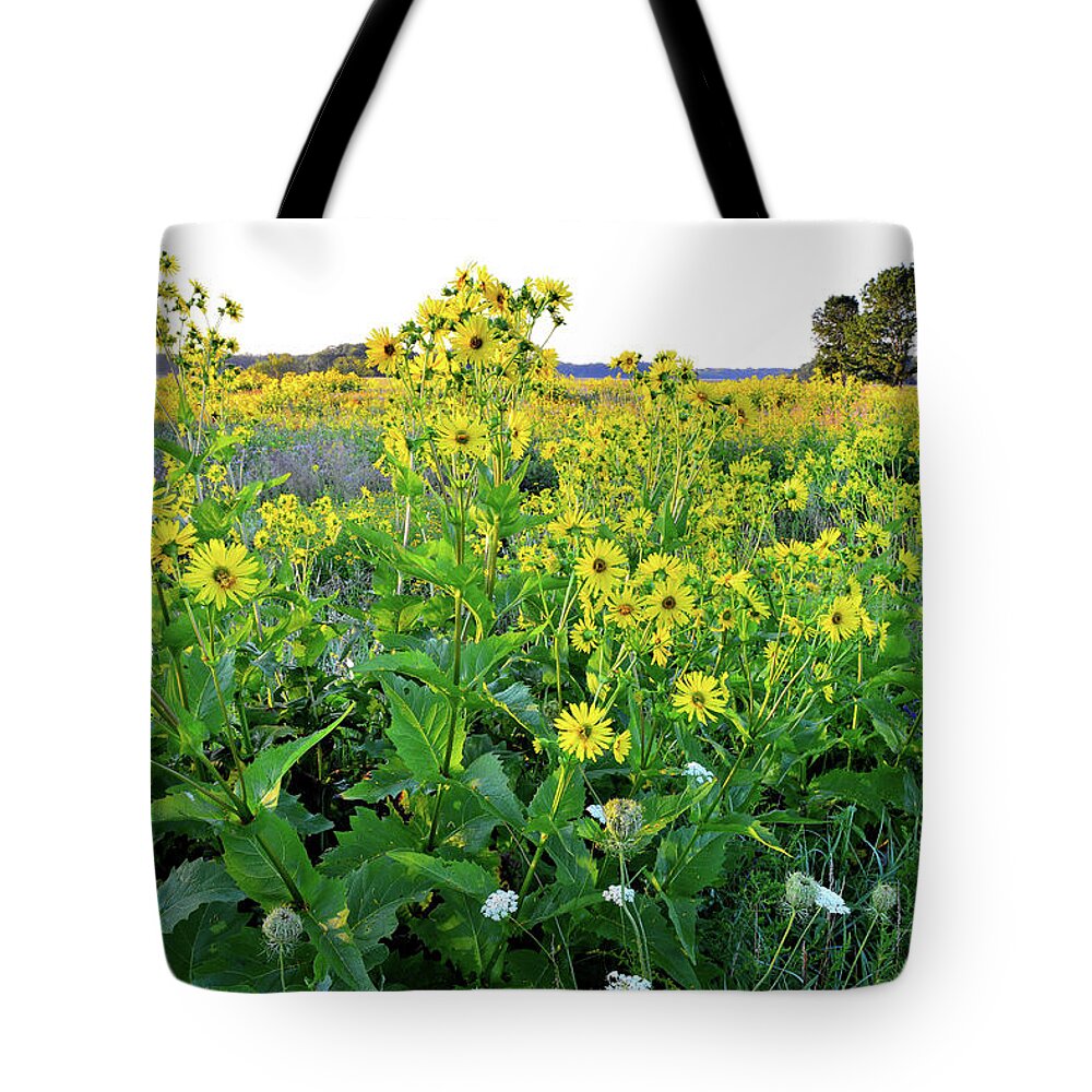 Chain-o-lakes State Park Tote Bag featuring the photograph First Sunlight on Sunflowers in Chain-O-Lakes SP by Ray Mathis