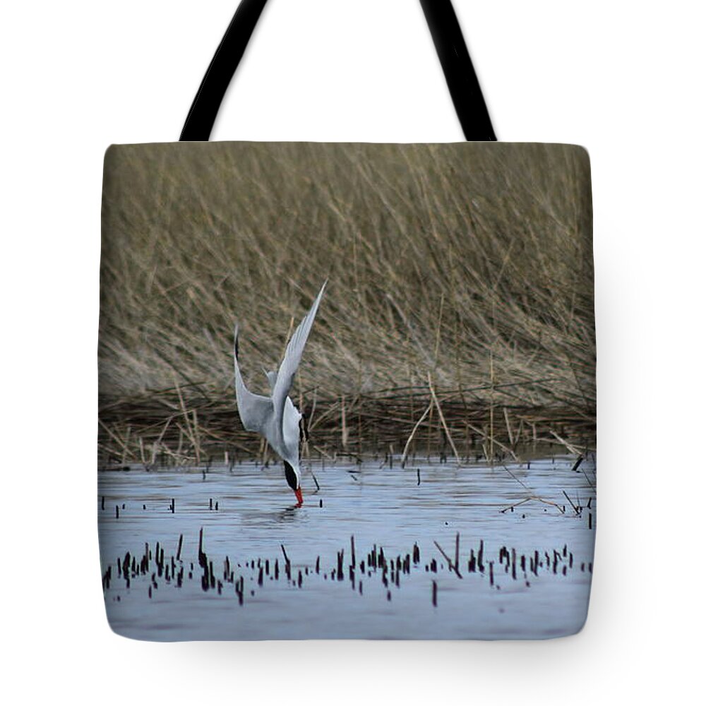 Tern Tote Bag featuring the photograph Fishing Tern by Erick Schmidt
