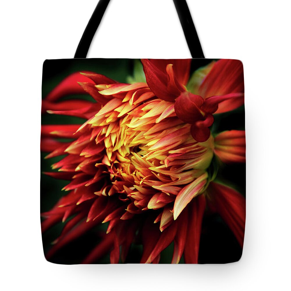 Dahlia Tote Bag featuring the photograph Flaming Dahlia by Jessica Jenney