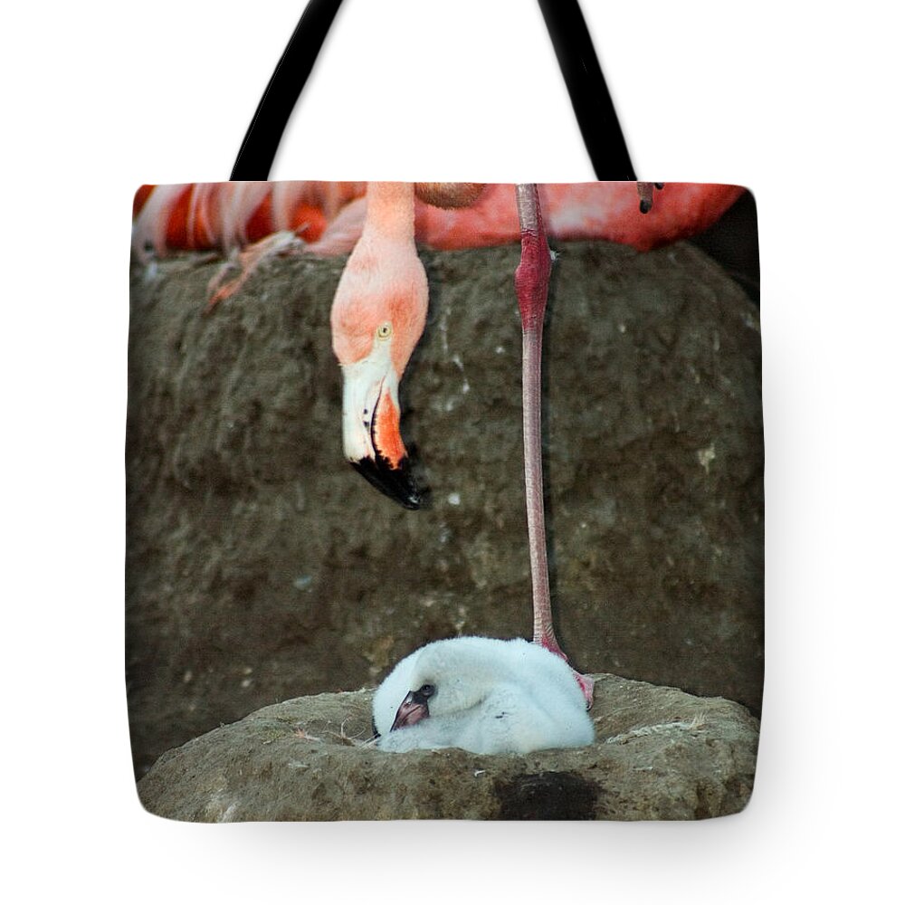 Pink Flamingo Tote Bag featuring the photograph Flamingo and Chick by Anthony Jones