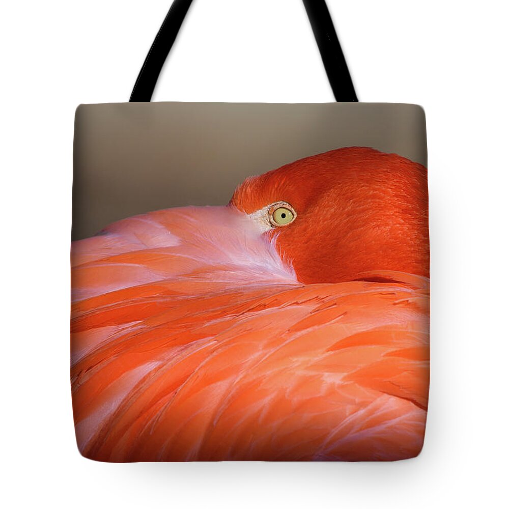 Flamingo Tote Bag featuring the photograph Flamingo by Michael Hubley