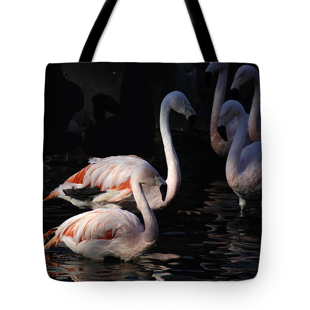 Flamingo Tote Bag featuring the photograph Flamingo Study - 2 by DArcy Evans