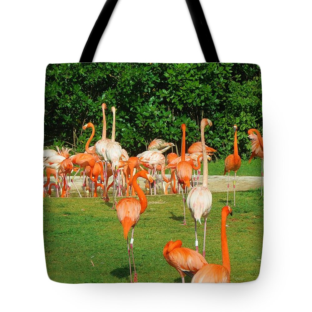 Flamingoes Tote Bag featuring the photograph Flamingo Sunbathe by Vijay Sharon Govender