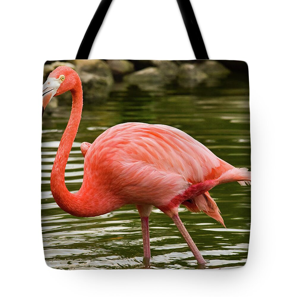 Flamingo Tote Bag featuring the photograph Flamingo Wades by Nicole Lloyd