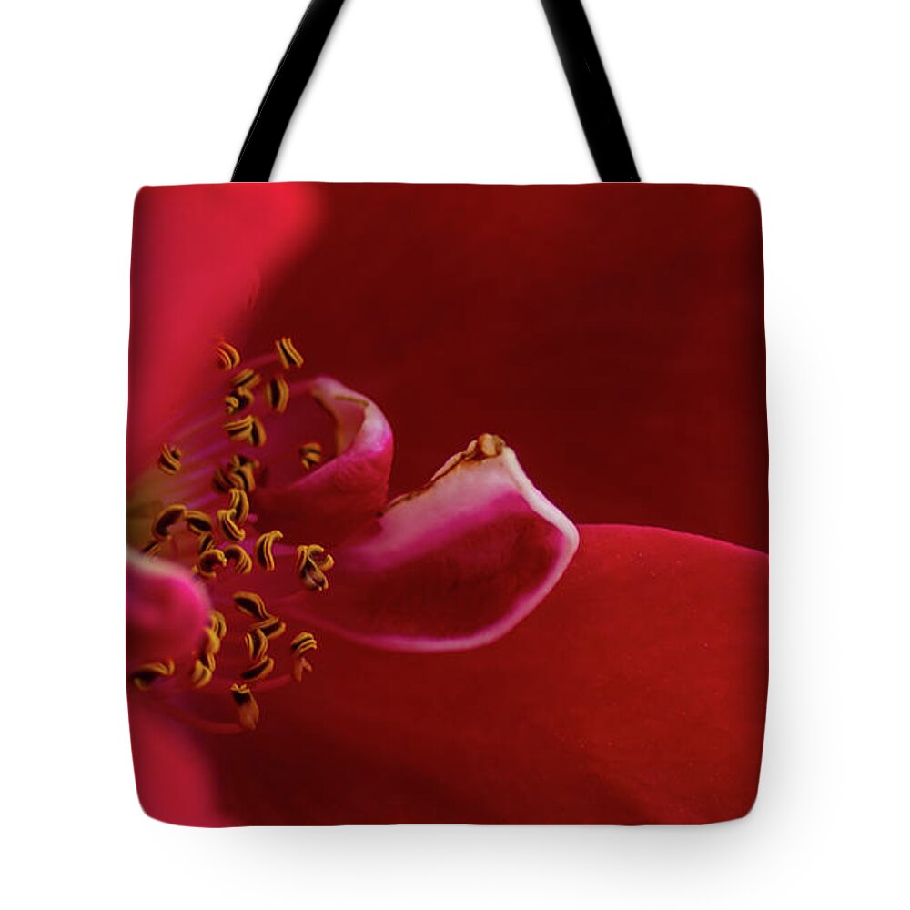 Rosa 'flammentanz' Tote Bag featuring the photograph Flammentanz by Torbjorn Swenelius