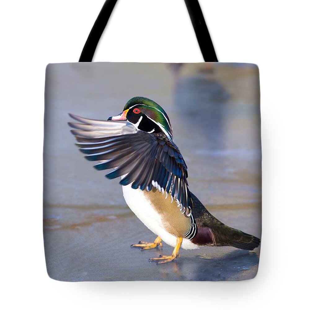 Flapping Wood Duck Tote Bag featuring the photograph Flapping wood duck by Lynn Hopwood