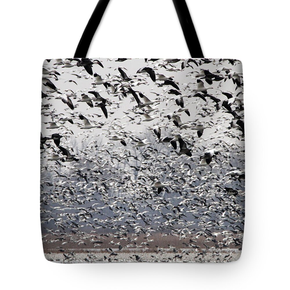 Snow Geese Tote Bag featuring the photograph Flight of the Snow Goose by Elizabeth Winter