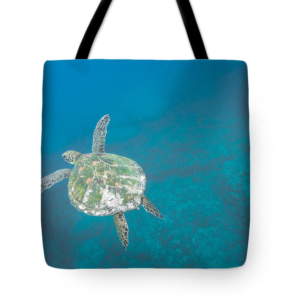 Sea Life Tote Bag featuring the photograph Floater by Leonardo Dale