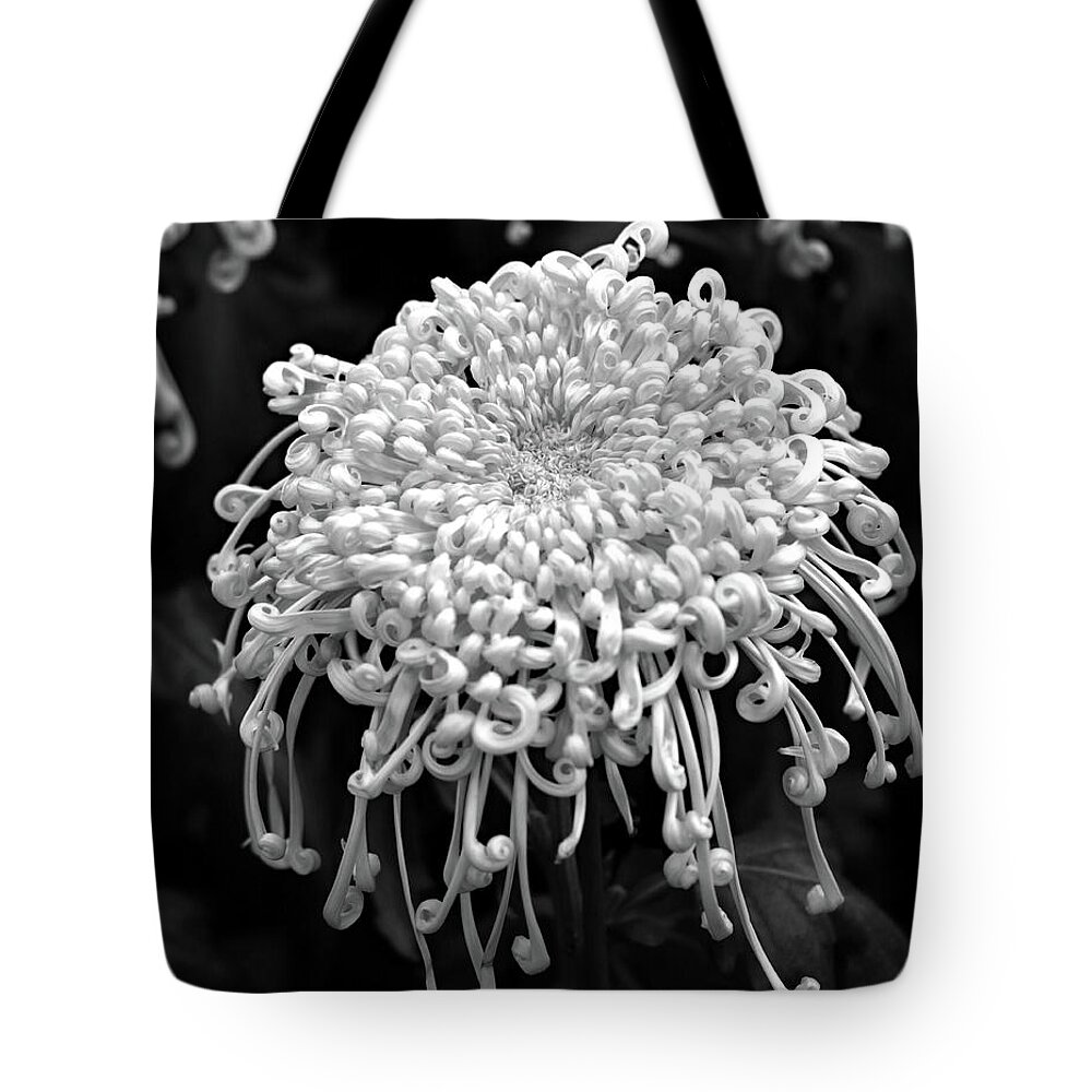 Floral Tote Bag featuring the photograph Floral Contrast by Mary Haber