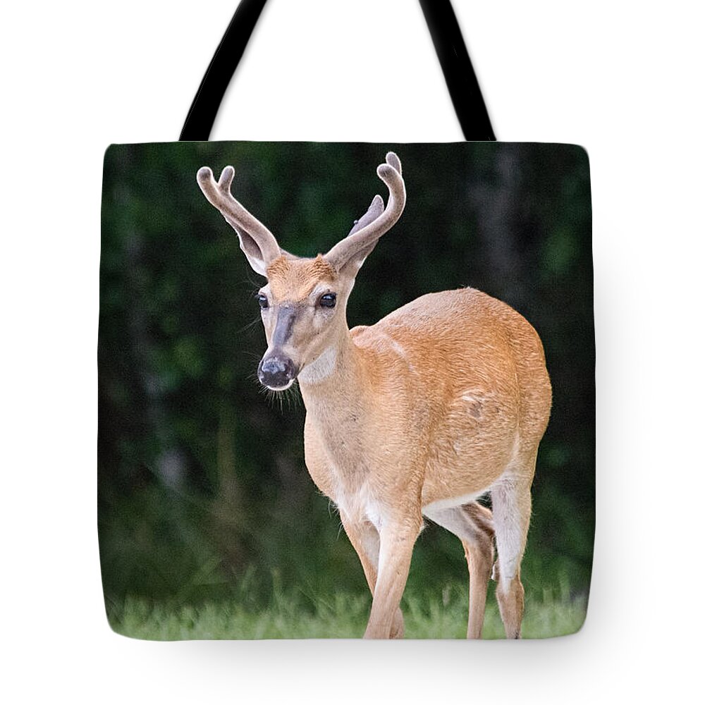 Deer Tote Bag featuring the photograph Florida Whitetail Buck Deer With Velvet by John Black