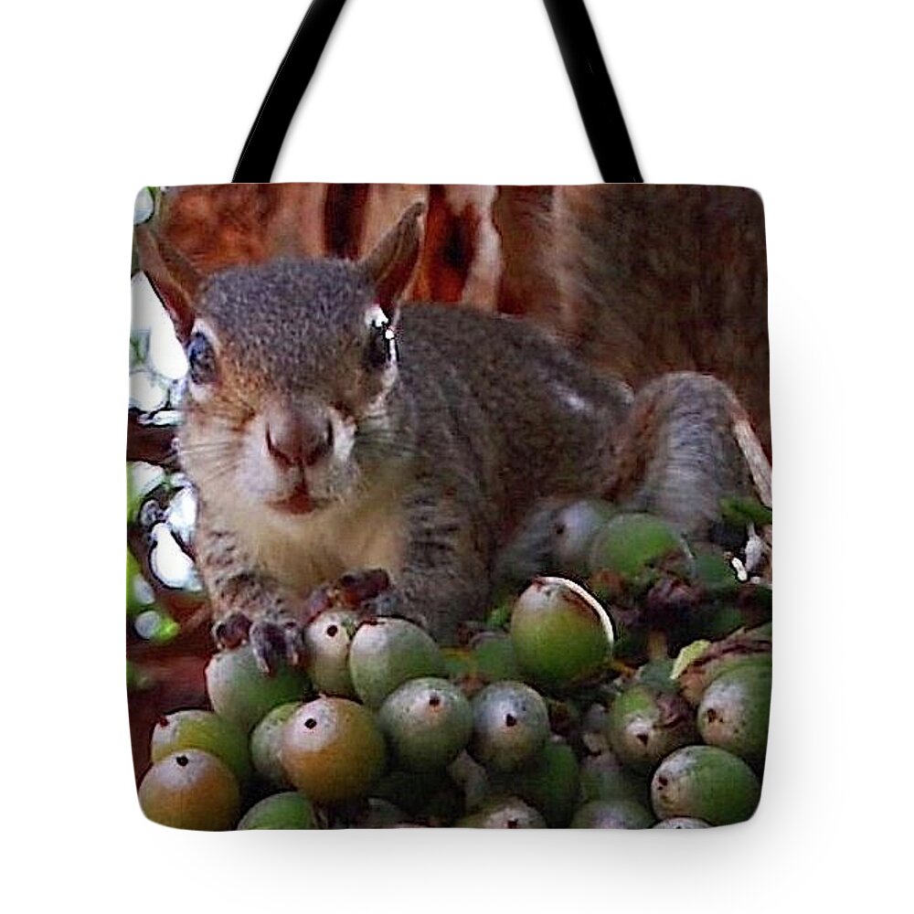 Squirrel Tote Bag featuring the photograph Floridian Squirrel by Judy Swerlick