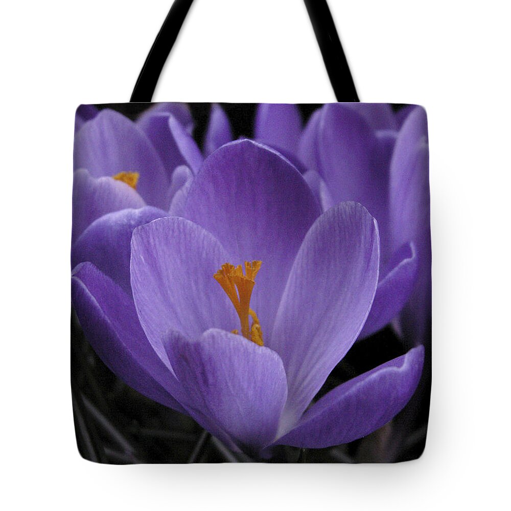 Flowers Tote Bag featuring the photograph Flower Crocus by Nancy Griswold
