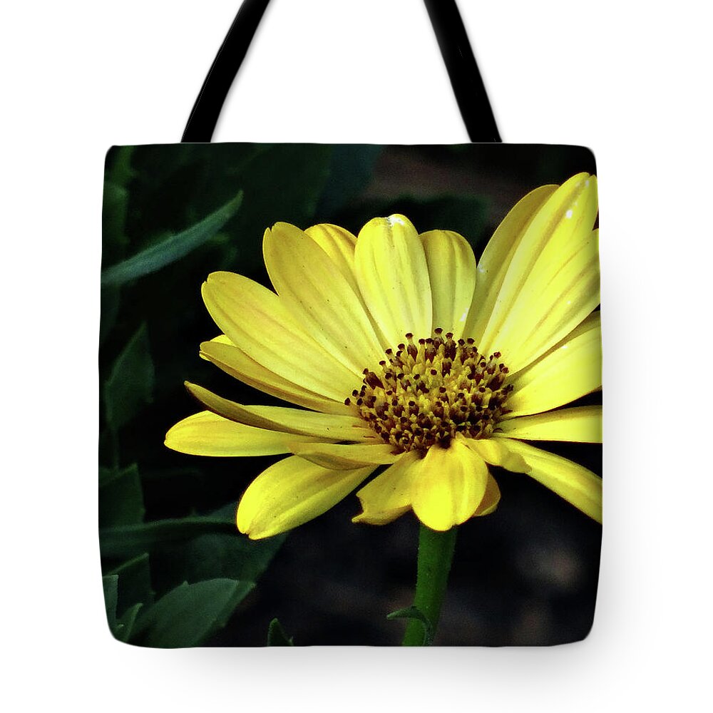 Floral Tote Bag featuring the photograph Flower in yellow by Mikki Cucuzzo