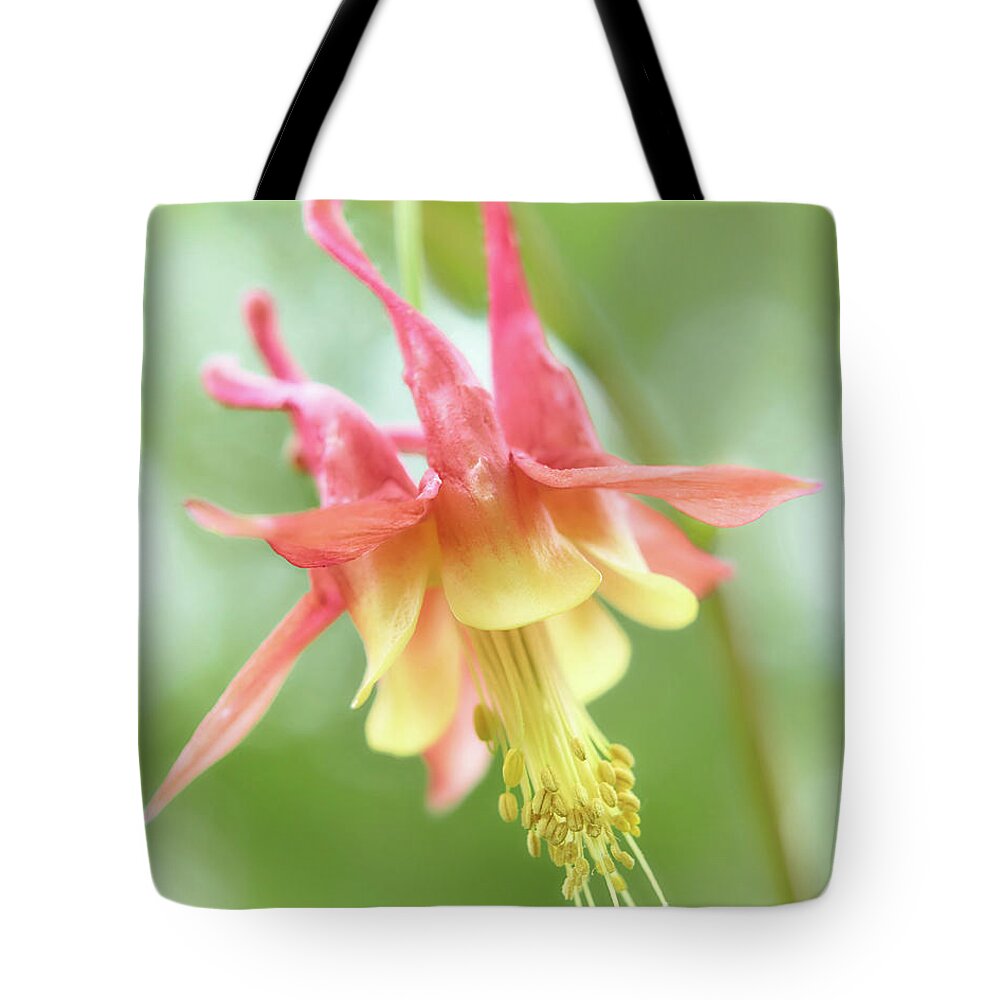 Columbine Tote Bag featuring the photograph Flower of Columbine,  Aquilegia by Jim Hughes