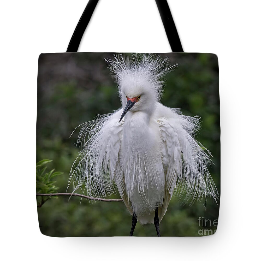Snowy Tote Bag featuring the photograph Fluffy Snowy Egret by DB Hayes