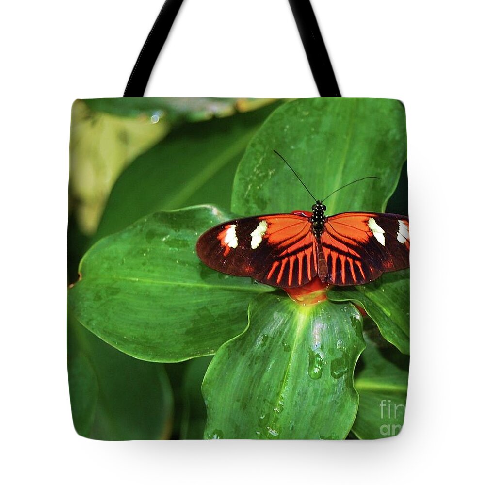 Butterfly Tote Bag featuring the photograph Fly Away by Debbi Granruth