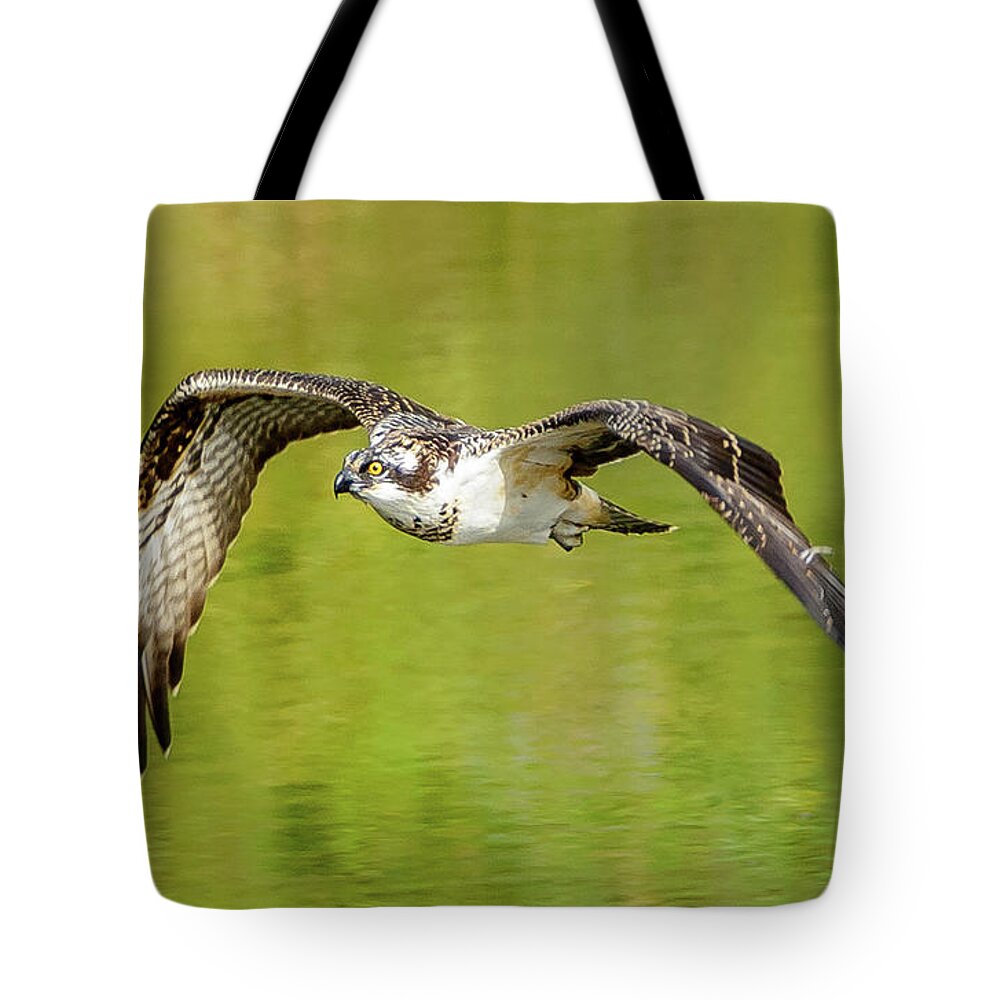 Osprey Tote Bag featuring the photograph Flying Osprey by Jerry Cahill