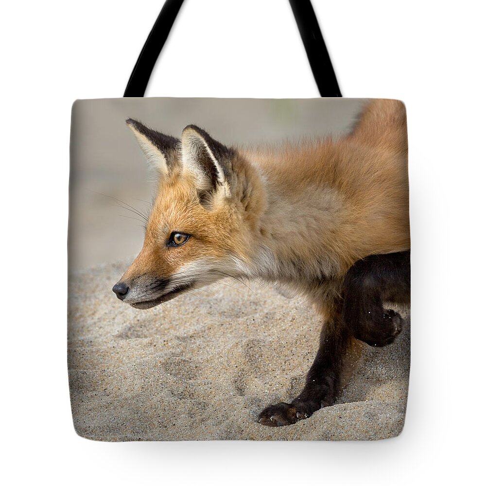 Fox Tote Bag featuring the photograph Focused Fox by Bill Wakeley