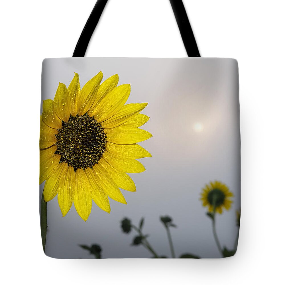 Kansas Tote Bag featuring the photograph Foggy sunflowers by Rob Graham