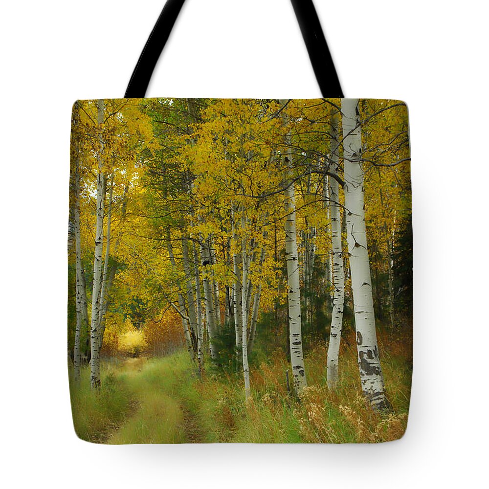 Birch Trees Tote Bag featuring the photograph Follow The Light by Donna Blackhall