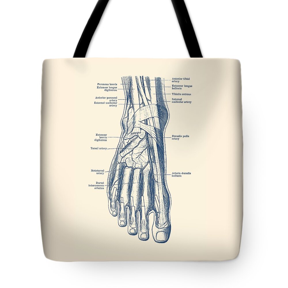 Veins Tote Bag featuring the drawing Foot Diagram - Human Circulatory System by Vintage Anatomy Prints