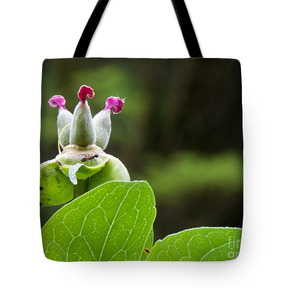 Plant Tote Bag featuring the photograph For Mothers Day by Jon Munson II