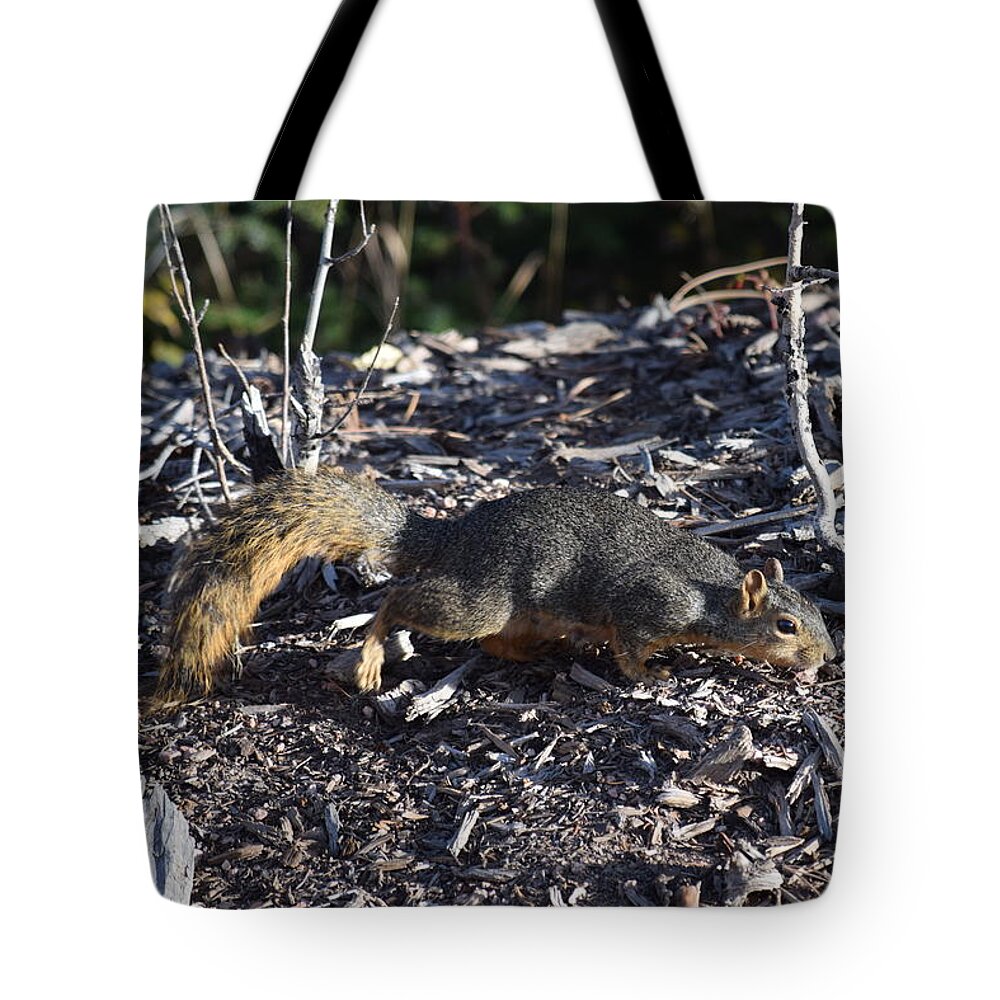Animal Tote Bag featuring the photograph Squirrel PPRH Woodland Park CO by Margarethe Binkley