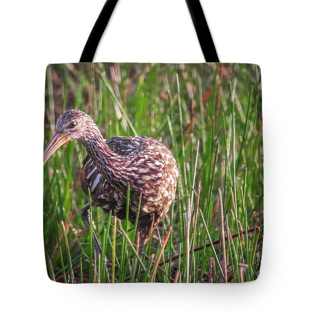 Limpkin Tote Bag featuring the photograph Foraging Limpkin by Tom Claud