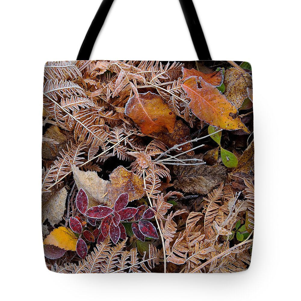 Canada Tote Bag featuring the photograph Forest Ferns by Doug Gibbons