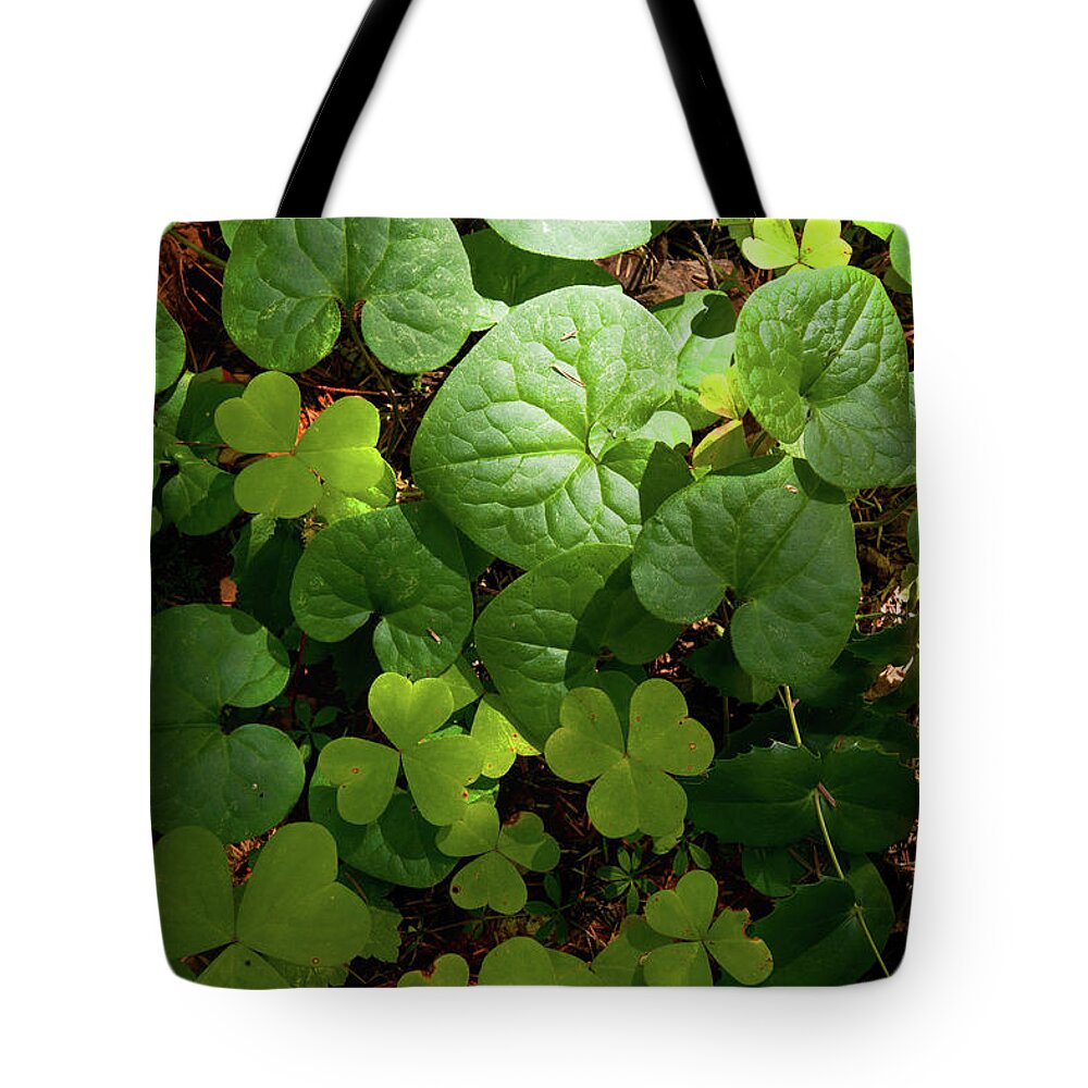 Forest Tote Bag featuring the photograph Forest Floor by Andrew Kumler