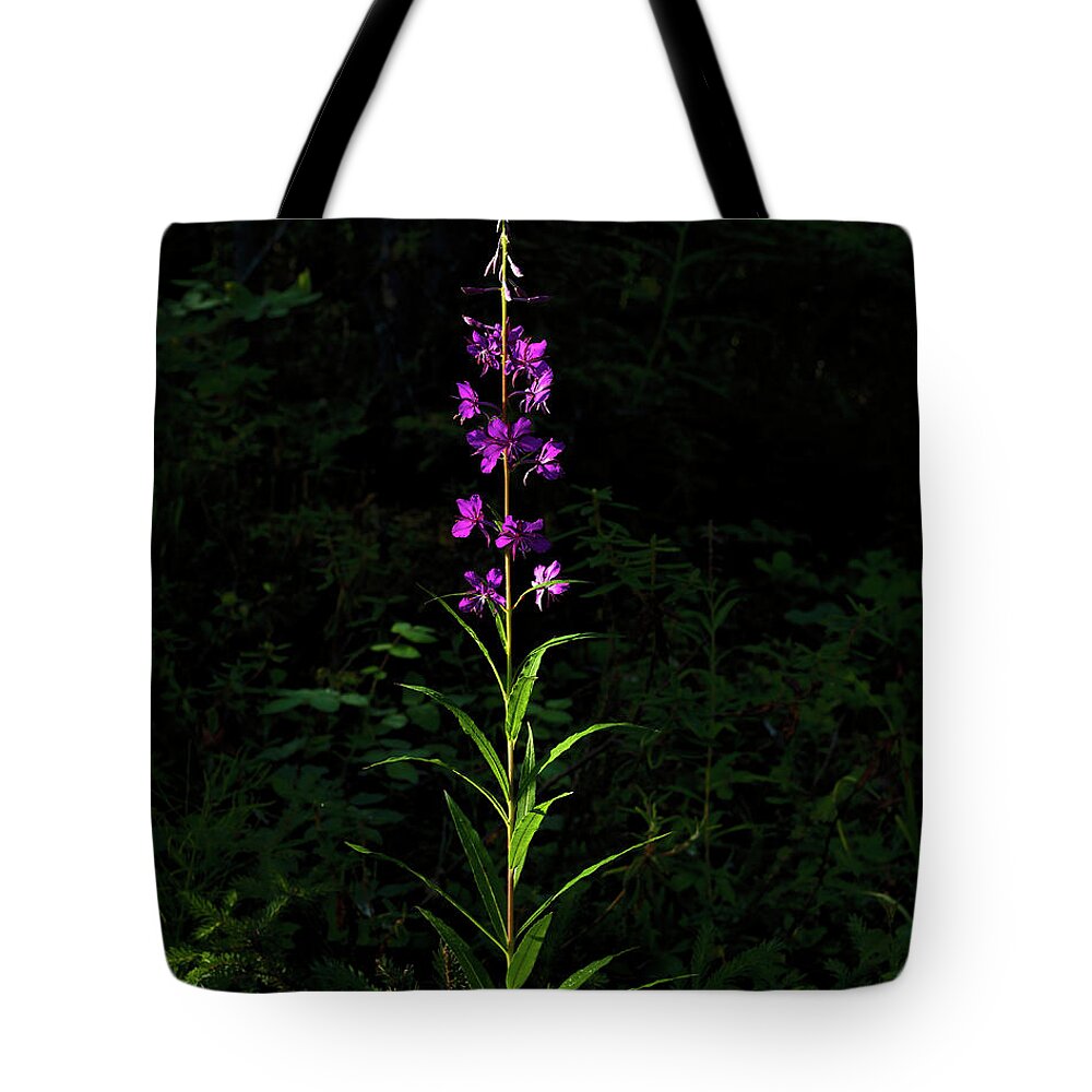 Alaska Tote Bag featuring the photograph Forest Jewels by Fred Denner