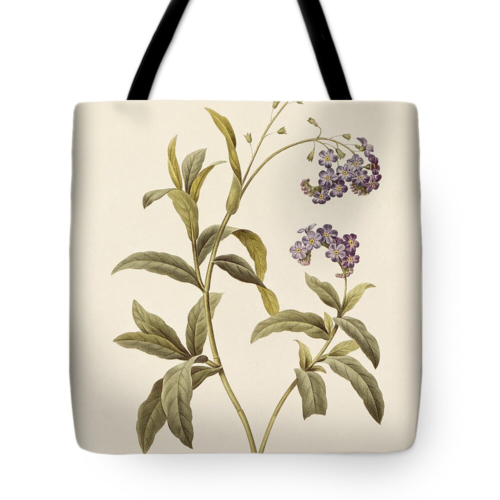 Forget-me-not Tote Bag featuring the drawing Forget Me Not by Pierre Joseph Redoute