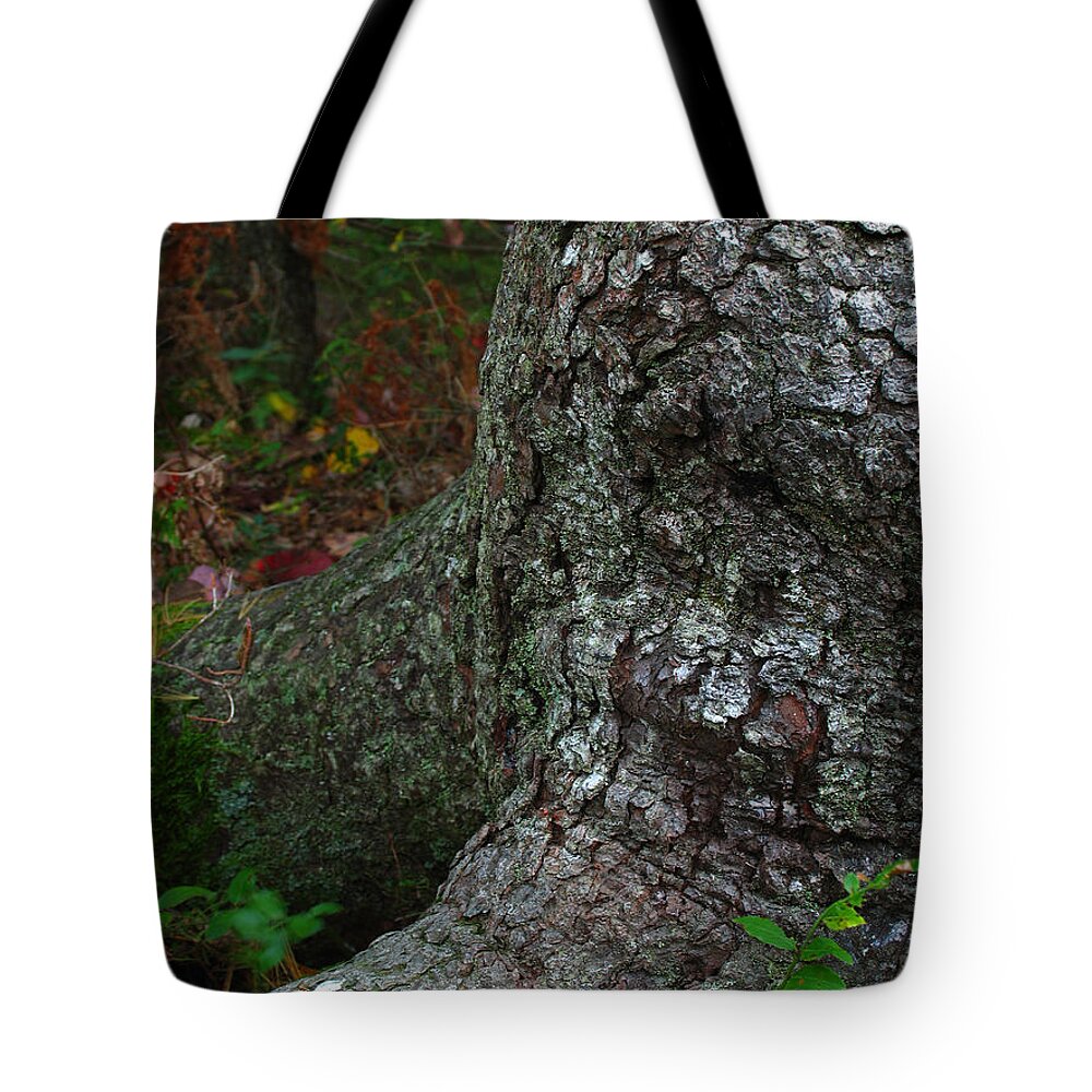 Tree Tote Bag featuring the photograph Forms in Nature by Juergen Roth