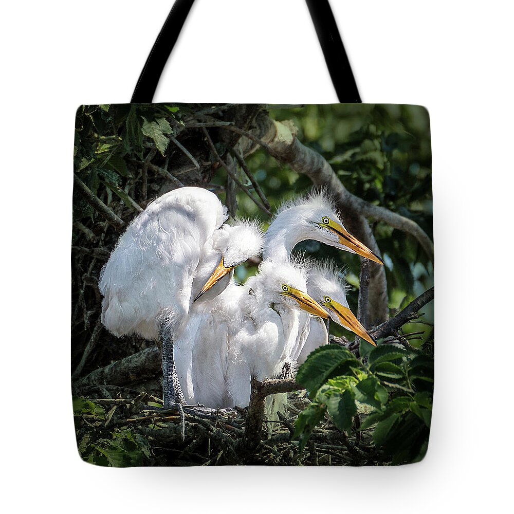 Birds Tote Bag featuring the photograph Four Egret Chicks in Nest by Patti Deters
