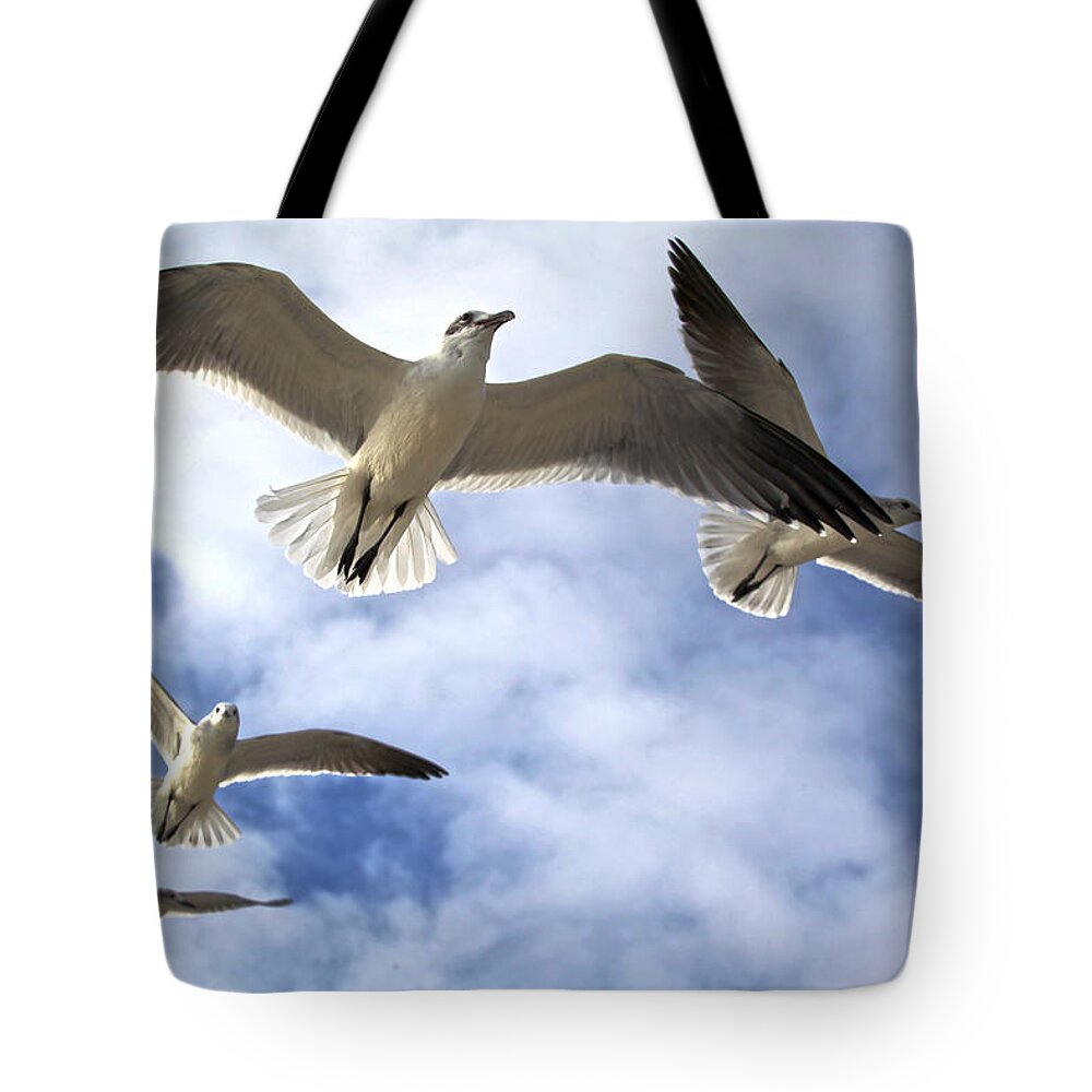 Gull Tote Bag featuring the photograph Four Gulls by Robert Och