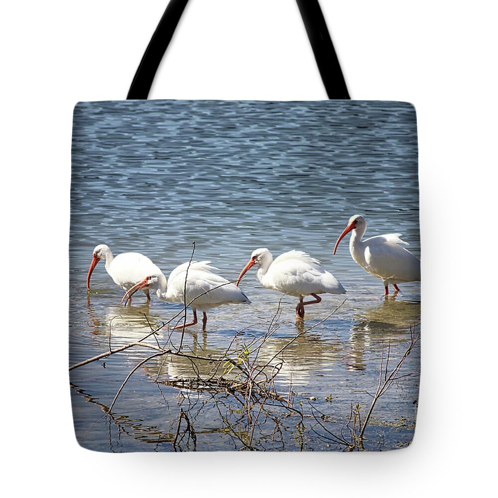 Ibis Tote Bag featuring the photograph Four Ibises Walking in Water by Carol Groenen