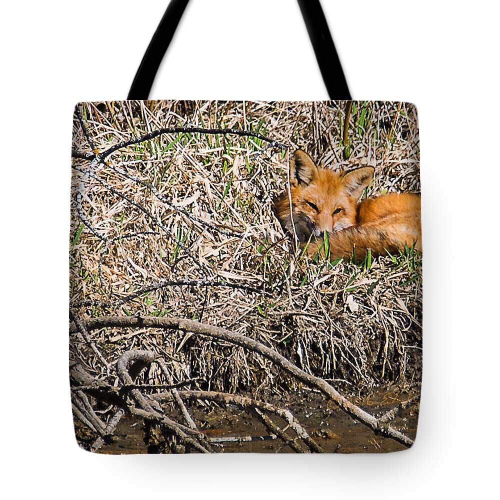 Heron Heaven Tote Bag featuring the photograph Fox Napping by Ed Peterson